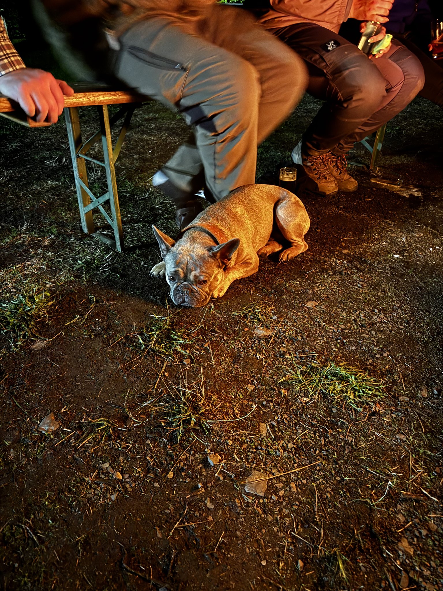 Ein Hund liegt am Abend zwischen den Gästen am Feuer