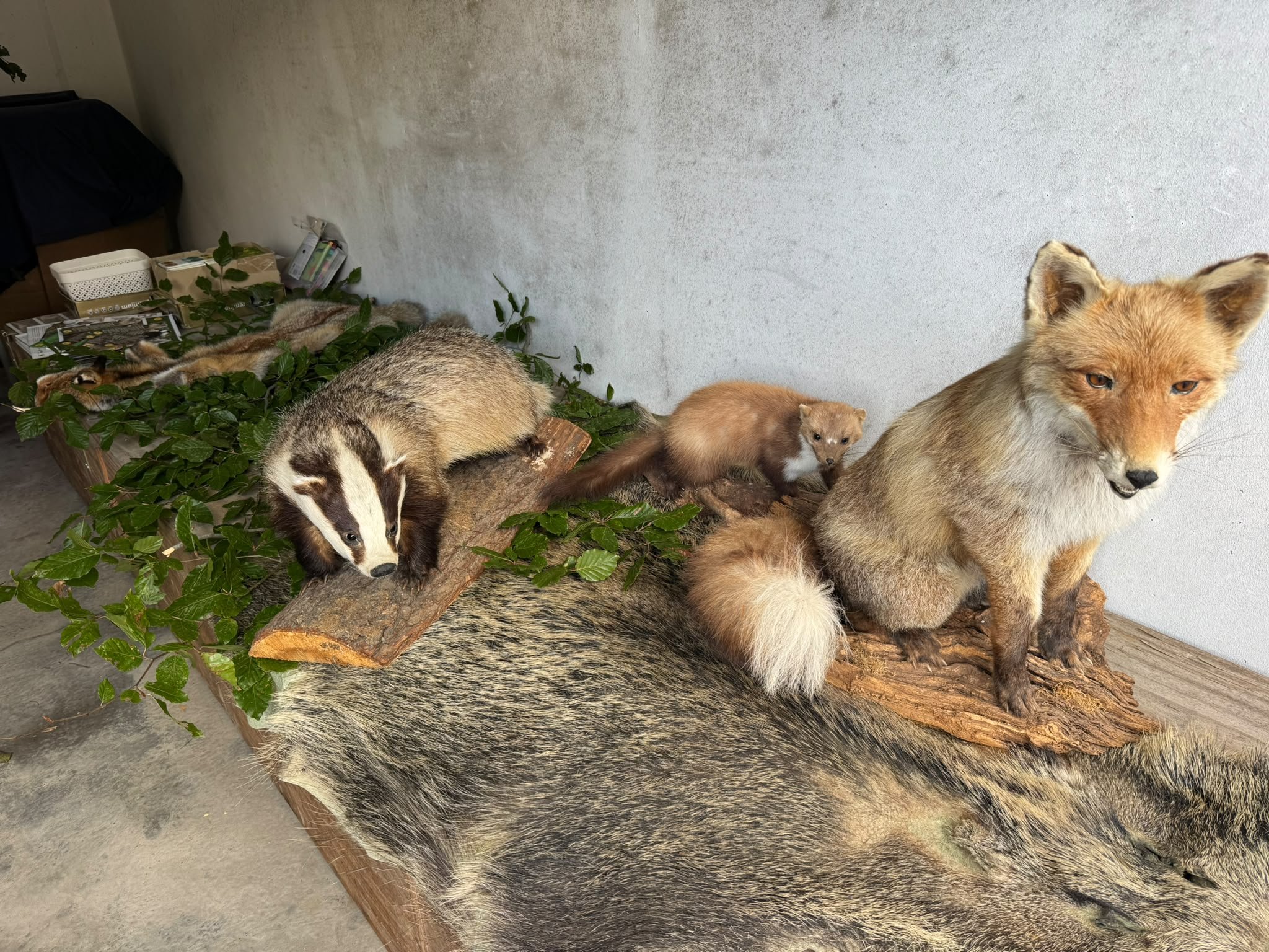 Präparate von Fuchs und Dachs zum Anschauen