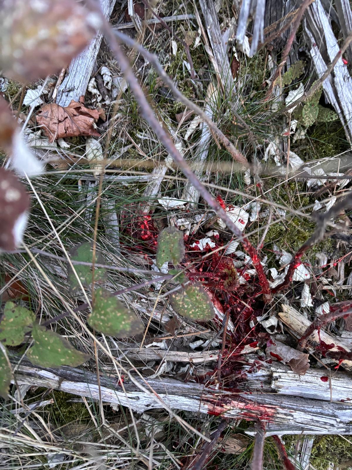 Schweiß am Anschuss zwischen Gras und Totholz