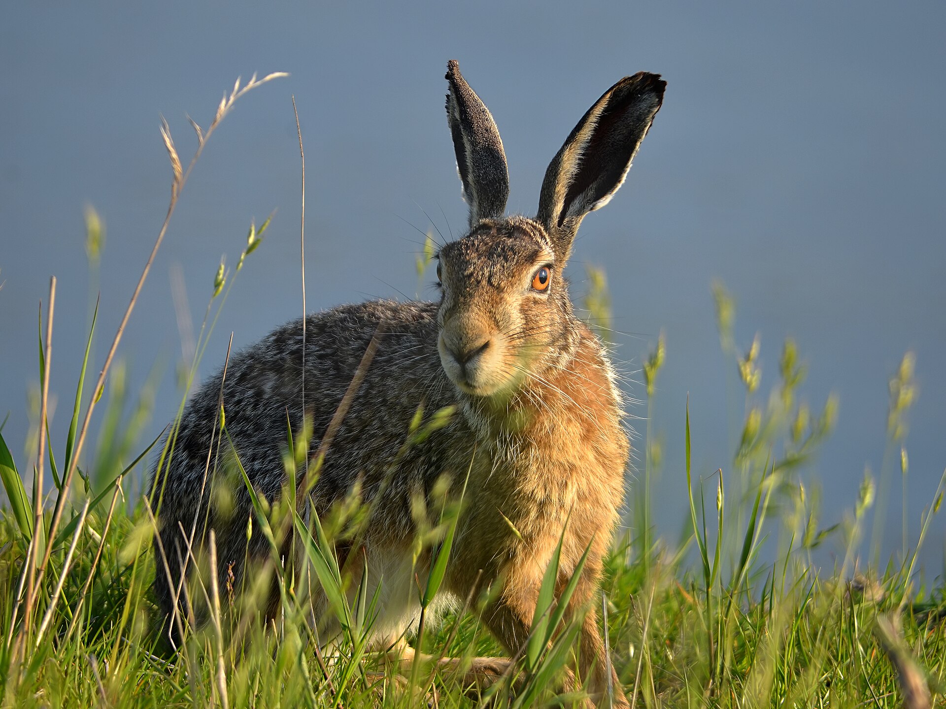 Feldhase im Gras vor blauem Hintergrund